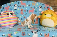 Maggie , a female Basset Hound for sale in Peru, IL – 2 of 5