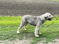 Gabby , a female Old English Sheepdog for sale in Peru, IL – 4 of 4