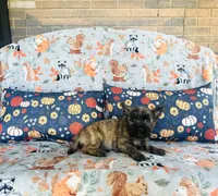 Honey , a female Cairn Terrier for sale in Peru, IL – 5 of 5