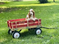 Maggie , a female Basset Hound for sale in Peru, IL – 4 of 5