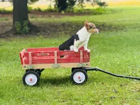 Boy~Purple , a male Pembroke Welsh Corgi for sale in Peru, IL – 5 of 6