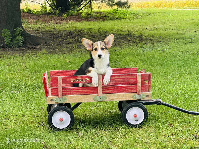 Female~Pink – Pembroke Welsh Corgi puppy for sale in Peru, IL