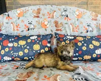 Ozzie , a male Cairn Terrier for sale in Peru, IL – 3 of 5