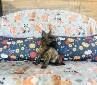 Honey , a female Cairn Terrier for sale in Peru, IL – 3 of 5