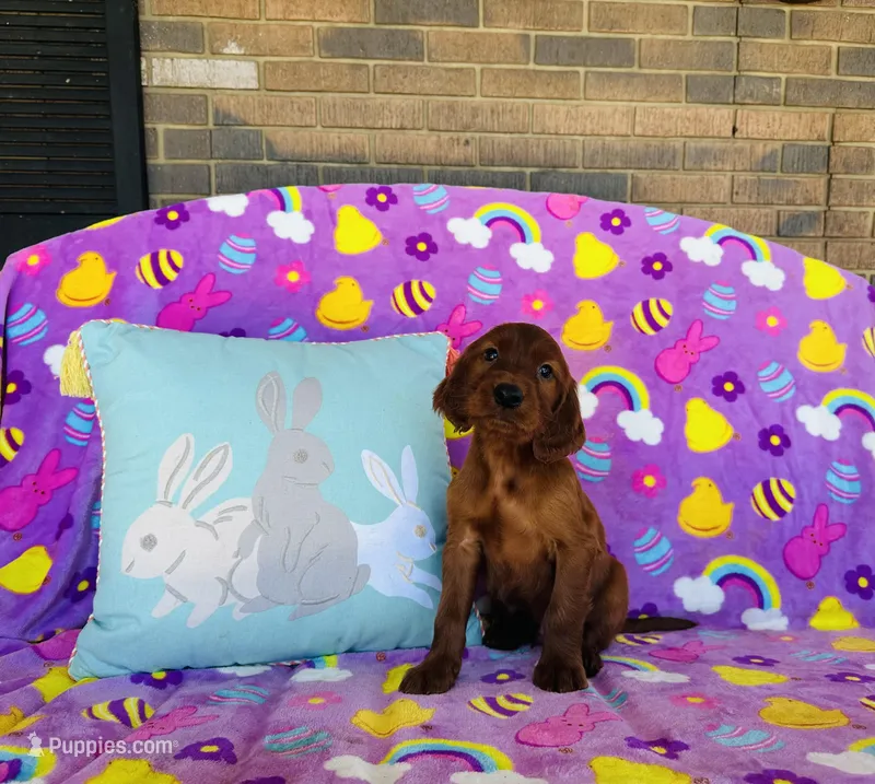 Male#2 – Irish Setter puppy for sale in Peru, IL