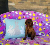 Male#2, a male Irish Setter for sale in Peru, IL – Photo 1 of 4