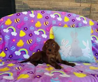 Male#2, a male Irish Setter for sale in Peru, IL – Photo 4 of 4