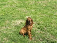 Female#1, a male Irish Setter for sale in Peru, IL – 5 of 5