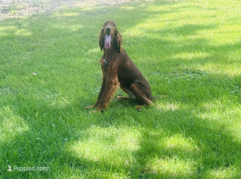 Female#1  – Irish Setter puppy for sale in Peru, IL