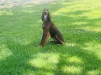 Female#1 , a female Irish Setter for sale in Peru, IL – 1 of 5