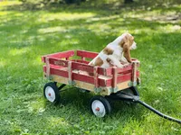 Maggie , a female Basset Hound for sale in Peru, IL – 3 of 5