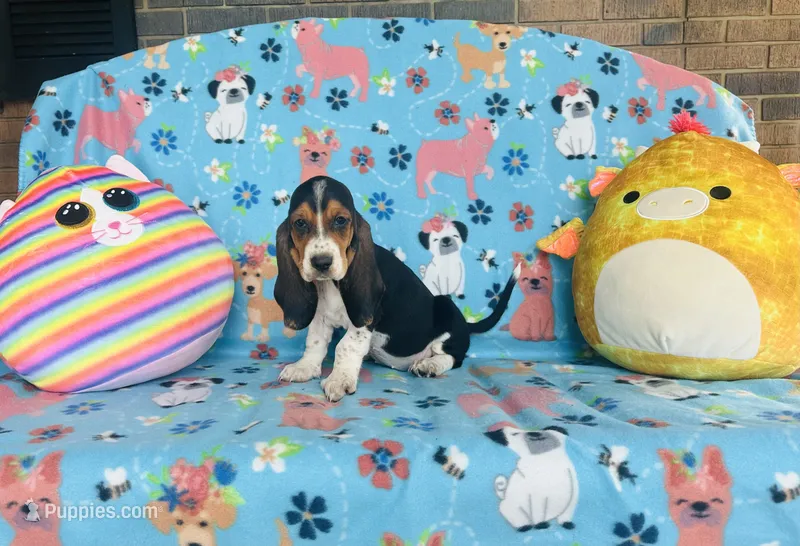 Penny  – Basset Hound puppy for sale in Peru, IL