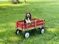 Penny , a female Basset Hound for sale in Peru, IL – 2 of 5