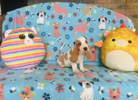 Maggie , a female Basset Hound for sale in Peru, IL – 3 of 5