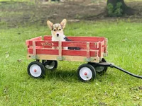 Boy~Purple , a male Pembroke Welsh Corgi for sale in Peru, IL – 3 of 6