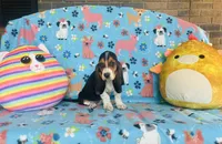 Penny , a female Basset Hound for sale in Peru, IL – 3 of 5