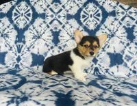 Boy~yellow , a male Pembroke Welsh Corgi for sale in Peru, IL – 4 of 4