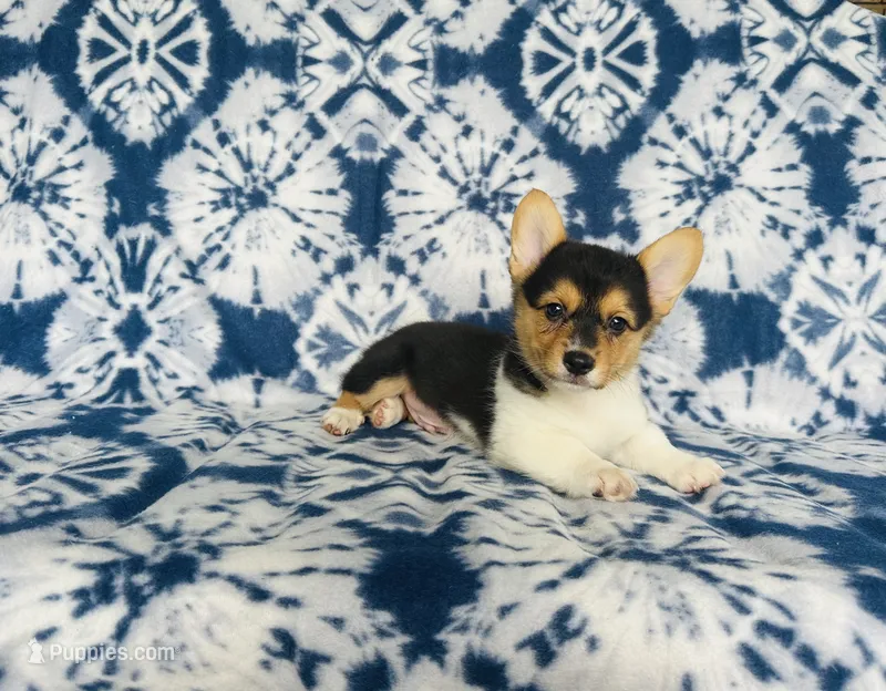 Boy~yellow  – Pembroke Welsh Corgi puppy for sale in Peru, IL