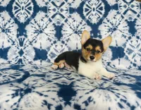 Boy~yellow , a male Pembroke Welsh Corgi for sale in Peru, IL – 1 of 4