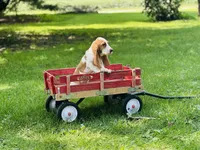 Daisy , a female Basset Hound for sale in Peru, IL – 4 of 5