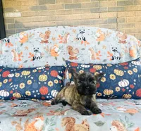 Honey , a female Cairn Terrier for sale in Peru, IL – 4 of 5