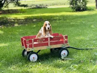 Daisy , a female Basset Hound for sale in Peru, IL – 2 of 5
