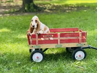 Beau , a male Basset Hound for sale in Peru, IL – 3 of 5