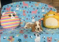 Daisy , a female Basset Hound for sale in Peru, IL – 3 of 5