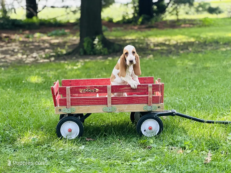 Maggie  – Basset Hound puppy for sale in Peru, IL