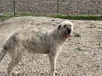 Iris , a female Irish Wolfhound for sale in Peru, IL – 1 of 2