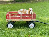 Ollie , a male Basset Hound for sale in Peru, IL – 4 of 5