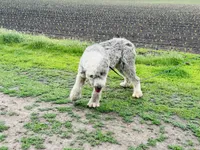 Gabby , a female Old English Sheepdog for sale in Peru, IL – 2 of 4