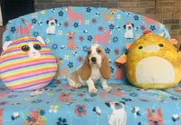 Daisy , a female Basset Hound for sale in Peru, IL – 5 of 5