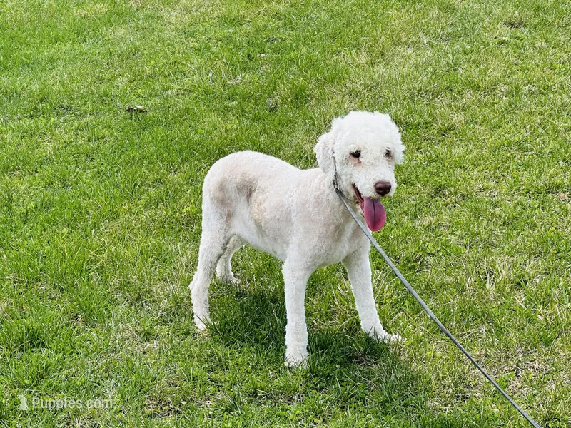 Boy#1 – Bedlington Terrier puppy for sale in Peru, IL