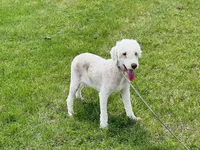 Boy#1, a male Bedlington Terrier for sale in Peru, IL – Photo 1 of 9
