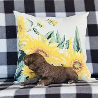 Boy#1, a male Bedlington Terrier for sale in Peru, IL – Photo 3 of 8