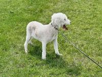 Boy#1, a male Bedlington Terrier for sale in Peru, IL – Photo 2 of 9