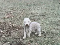 Boy#1, a male Bedlington Terrier for sale in Peru, IL – Photo 5 of 8