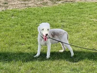 Boy#1, a male Bedlington Terrier for sale in Peru, IL – Photo 3 of 9