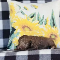 Boy#1, a male Bedlington Terrier for sale in Peru, IL – Photo 2 of 8