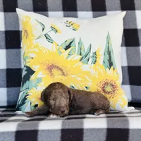 Boy#1, a male Bedlington Terrier for sale in Peru, IL – Photo 6 of 8