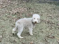 Boy#1, a male Bedlington Terrier for sale in Peru, IL – Photo 8 of 8