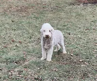 Boy#1, a male Bedlington Terrier for sale in Peru, IL – Photo 7 of 8