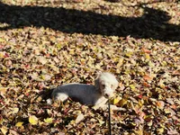 processed/f05f104c-cd7d-4124-a23a-6f6c314f8d34/listing/7435e52f-294c-45f1-909e-67c6c865021e/e18f9ada-205c-4a52-9c48-e264fd419ec7