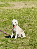 Boy#1, a male Bedlington Terrier for sale in Peru, IL – Photo 4 of 9