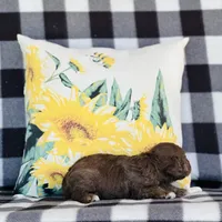 Boy#1, a male Bedlington Terrier for sale in Peru, IL – Photo 4 of 8