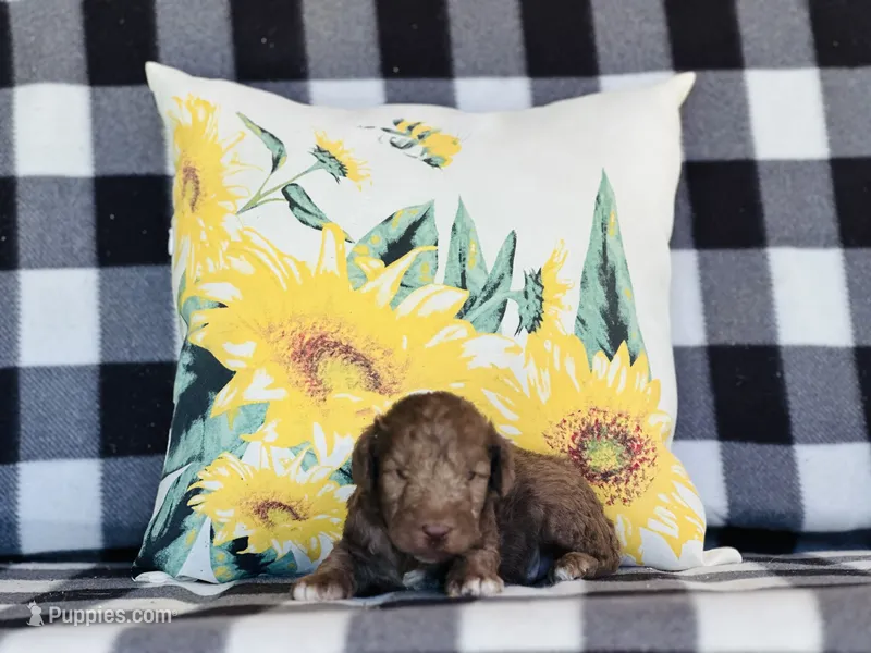 Boy#1 – Bedlington Terrier puppy for sale in Peru, IL