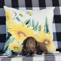 Boy#1, a male Bedlington Terrier for sale in Peru, IL – Photo 1 of 8