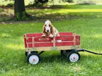Beau , a male Basset Hound for sale in Peru, IL – 2 of 5