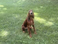 Female#1 , a female Irish Setter for sale in Peru, IL – 5 of 5